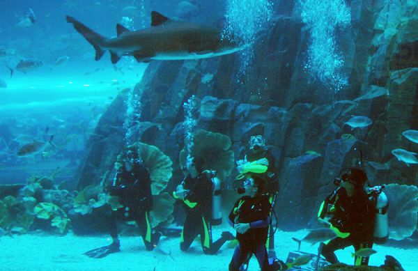 Dubai Mall Aquarium diving with Sharks