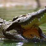 dubai crocodile theme park